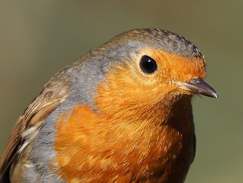 close up di Pettirosso (Erithacus rubecula)